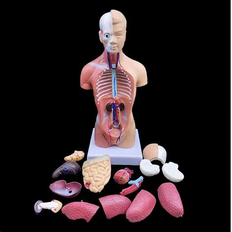 Human Torso Anatomically Accurate Model Kit Hobbies And Toys Toys