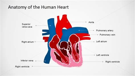 Anatomy Of Human Heart Powerpoint Presentation Slidemodel
