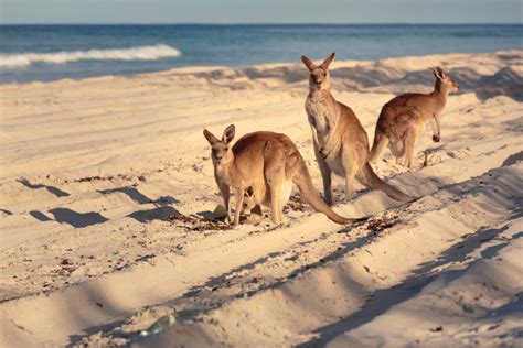 Australien Guide Tipps für Eure Reise nach Down Under Urlaubstracker de