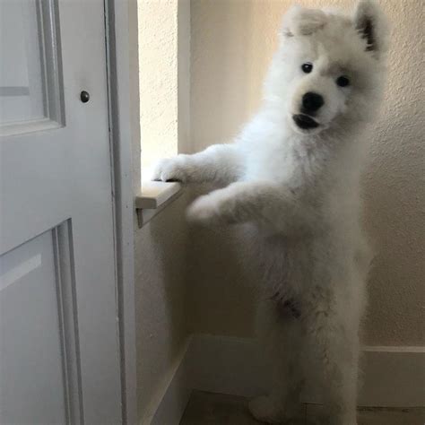 16 Funny Pictures Explaining Why We Love Samoyed Dogs So Much Petpress