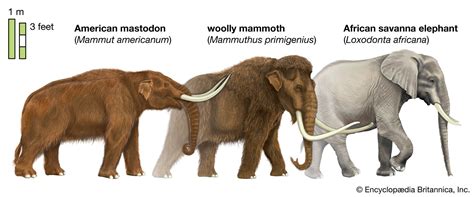 Mastodon and Mammoth - Kids | Britannica Kids | Homework Help