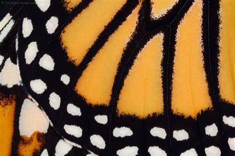 Monarch Butterfly Wing Close Up