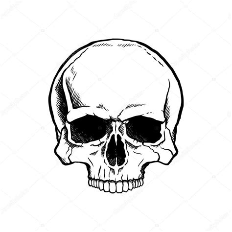 Black And White Human Skull — Stock Vector © Noedelhap