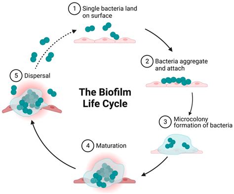 Microorganisms Free Full Text Microbial Biofilm A Review On