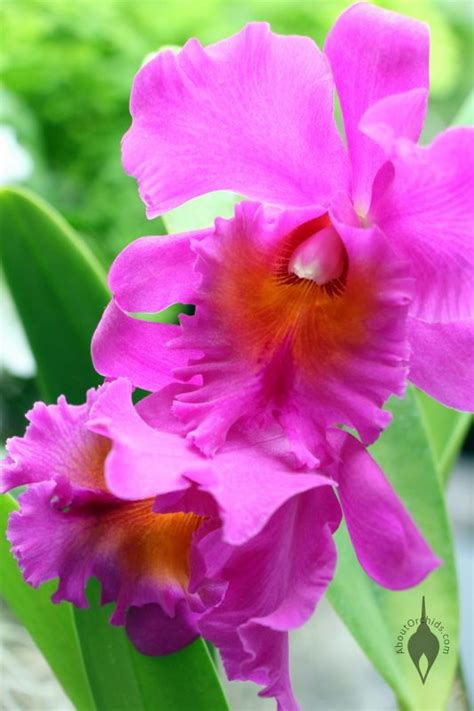 Aboutorchids Blog Archive Valentine Orchid