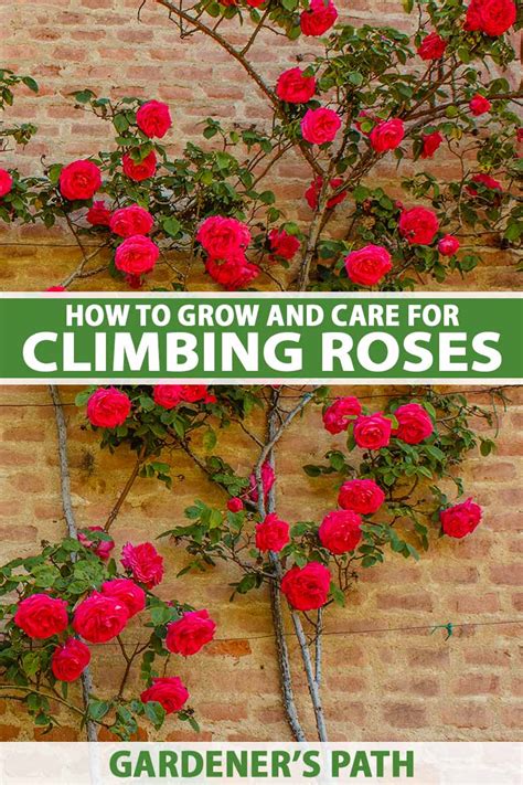 How To Grow And Maintain Beautiful Climbing Roses