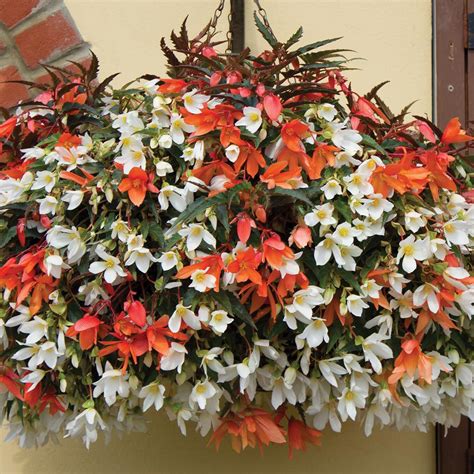 A perennial plant or simply perennial is a plant that lives more than two years. Pin by Melinda Cobb on Gardening | Plants for hanging ...