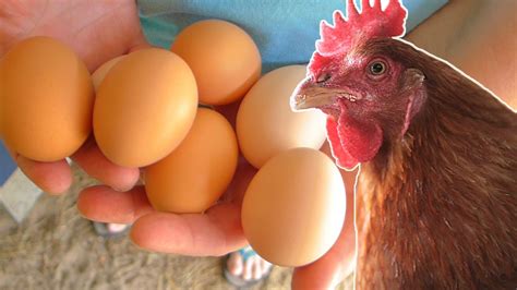 do chickens lay eggs year round