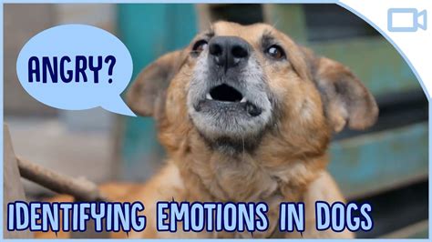 How To Identify Emotions In Your Dog Youtube