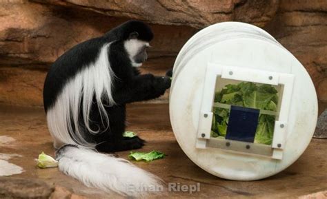 Primate Enrichment Animal Enrichment Ideas Zoo Ideas
