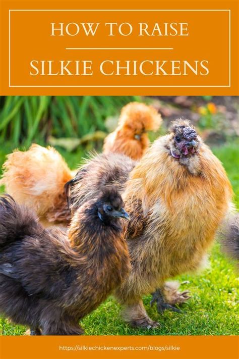 Breed Spotlight The Silkie Chicken Artofit