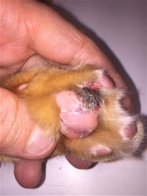 If your cat's pads are swollen, it could be pillow foot.. Plasma cell pododermatitis - Cat