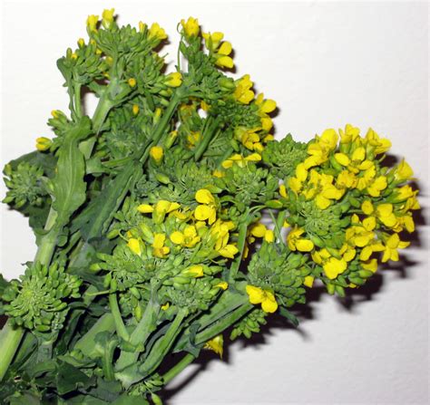 Cook Food Mostly Plants Sauteed Broccolini And Wilted Red Mustard Frisee
