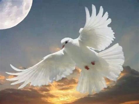 White Dove White Doves Holy Spirit Dove Holy Spirit