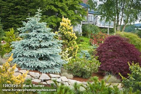 Colorado blue spruce (picea pungens) is a beautiful native american conifer. 1203829 Dwarf Blue Spruce, Pine w/ green & gold needles ...
