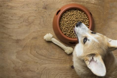 5 Best Dog Foods For Sensitive Stomach And Diarrhea Pets Life