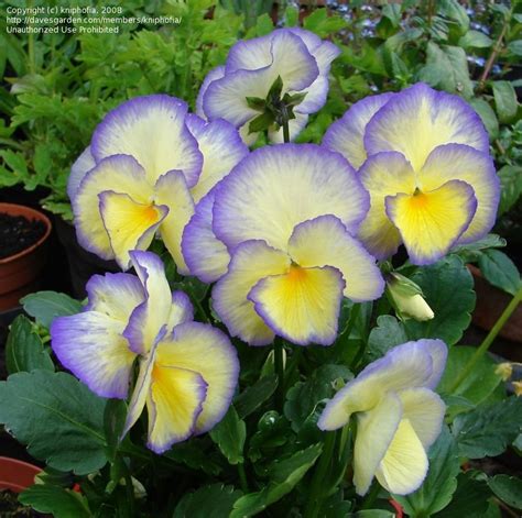 Plantfiles Pictures Viola Garden Pansy Pansy Etain Viola By Beclu727