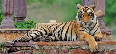 15 Most Famous Bengal Tigers Of Indian National Parks