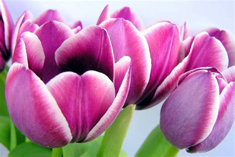 Purple Tulips With White Line Free Photo Download Freeimages