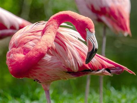 American Flamingo Pink Flamingos Beautiful Creatures Beautiful Birds