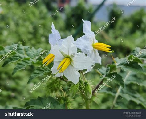 Solanum Sisymbriifolium Commonly Known Sticky Nightshade Stock Photo