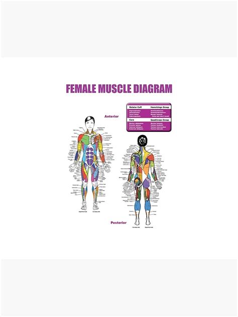Female Muscle Diagram Anatomy Chart Tapestry By Superfitstuff