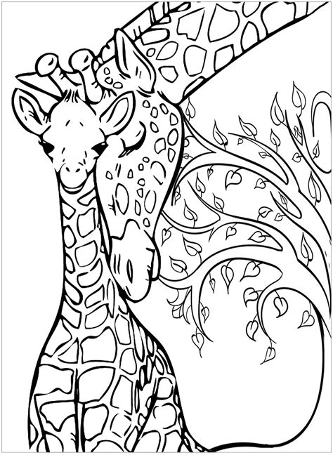 Baby Giraffe And His Mother Giraffes Adult Coloring Pages