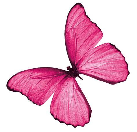 Real Pink Butterfly Png Png Image Collection