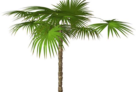 Palm Leaf Png File Png All