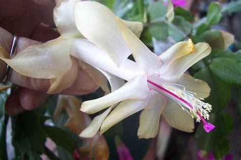 Maybe you would like to learn more about one of these? Rare Yellow Christmas Cactus... | This is my very favorite ...