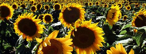 Field Of Sunflowers Facebook Cover For Timeline
