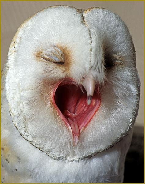 The Contagious Yawn Owl Beautiful Owl Pet Birds