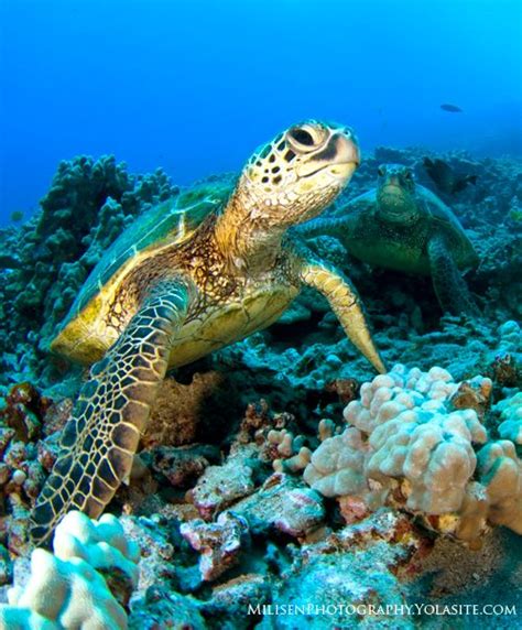 ultimate guide to sea turtle photography underwater photography guide