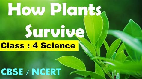 Which Is An Adaptation That Helped Plants Survive On Land