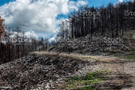 Devastated Landscape From A Forest Fire Stock Photo Download Image