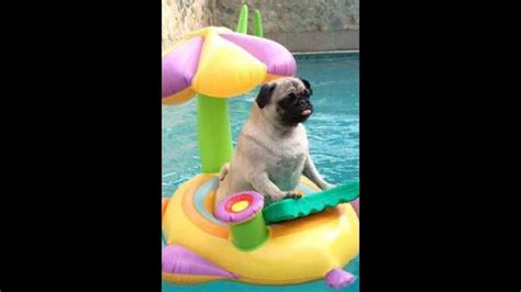 Adorable And Funny Pug Compilation 4 Cute And Funny Dog Videos Youtube