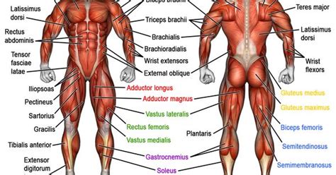 All Human Muscle Anterior Anatomy