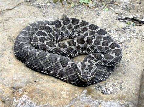 King Cobra Vs Rattlesnake Key Differences Az Animals