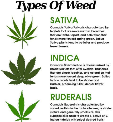 What Is Cannabis Ruderalis