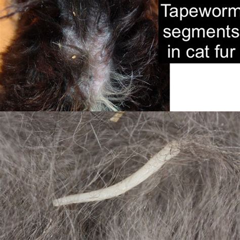 Getting rid of worms is relatively easy with the correct worming medication,3 x research source pay attention to how much your cat eats. parasites