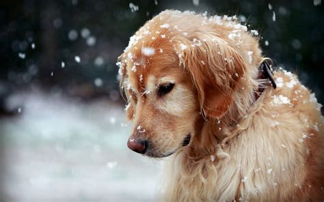Snow Golden Retrievers Animals Dog Wallpapers Hd Desktop And