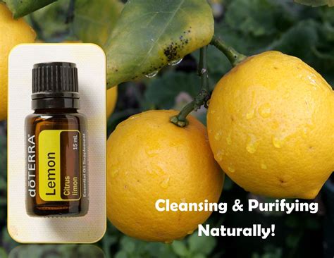Lemon Essential Oil Has So Many Excellent Uses Great For Health Benefits Safe Cleaning Agents
