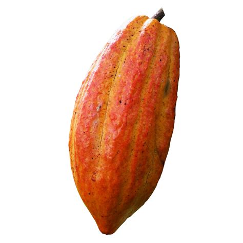 Cacao Pngs For Free Download