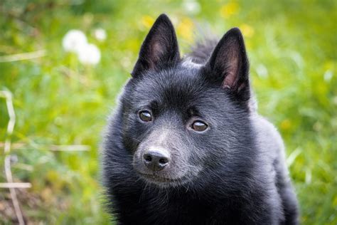 13 Dogs That Look Like A Fox Readers Digest