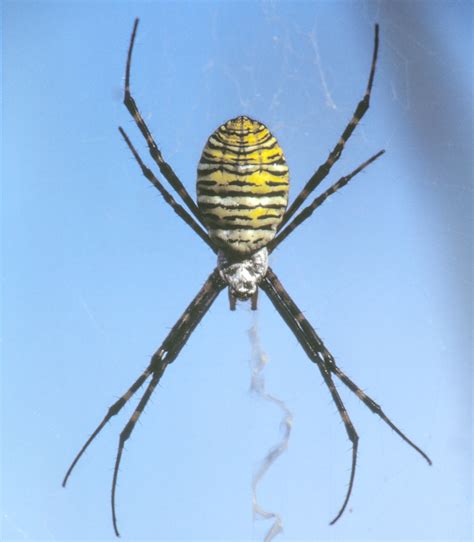 Spiders Of North Carolina