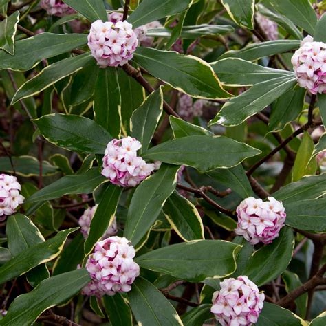 Flowering season depends on the variety. Twenty Evergreen Shrubs For Non-Stop Color | HGTV