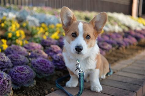 The pembroke welsh corgi, a cattle herding canine breed originated in the pembrokeshire region of wales. Welsh Corgi - Caractère, origine, prix, éducation et ...