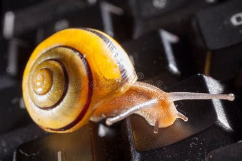 Garden Snail On A Black Computer Keyboard Stock Image Image Of Animal
