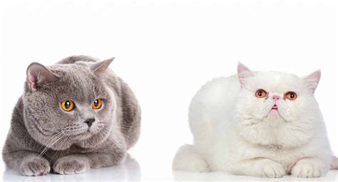 The british shorthair has a broad chest, short strong legs and large rounded paws. british shorthair kittens for sale | Crafting | Cross ...