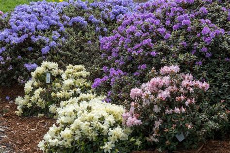 Ask A Master Gardener — Rhododendrons Shrubs For All Seasons